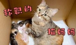 向死而生二狗爆料最新,揭秘娱乐圈不为人知的真相