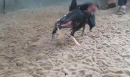 1421在线观看,探寻郑和下西洋的传奇之旅