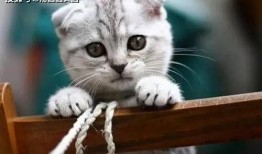 娱乐吃瓜君七七和折耳猫,娱乐圈的甜蜜邂逅