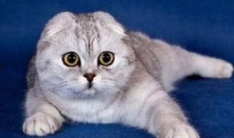 娱乐吃瓜君七七和折耳猫,娱乐圈的甜蜜邂逅