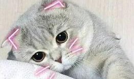 娱乐吃瓜君七七和折耳猫,娱乐圈的甜蜜邂逅