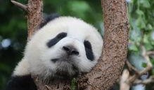 熊猫娱乐吃瓜酱,揭秘娱乐圈幕后故事