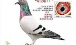 李诞最新爆料信鸽视频,一场跨越千里的神秘之旅