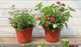 武汉菜价爆料视频最新,涨跌动态大盘点