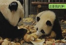 神秘人爆料熊猫视频大全,熊猫视频大全背后的秘密与趣事