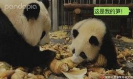 神秘人爆料熊猫视频大全,熊猫视频大全背后的秘密与趣事
