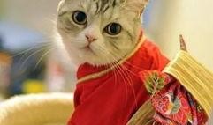 七猫免费小说带着吃瓜穿越到古代,带着吃瓜系统，开启悠闲生活