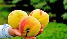 黄桃爆料新闻视频,揭秘新闻背后的真相