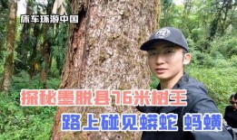 树王在线观看,在线观看，揭秘神秘古树守护传奇