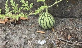 一群网红吃瓜,揭秘幕后真相与娱乐八卦