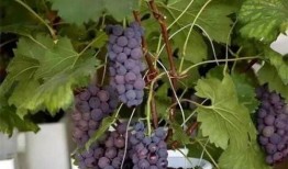 爆料葡萄种植方法视频,视频爆料高效种植技巧