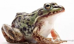 厨师爆料牛蛙视频,牛蛙养殖与烹饪全过程曝光