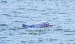 海豚姐吃海鲜爆料视频,独家爆料带你领略海鲜美味之旅