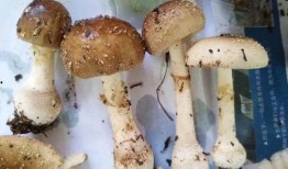 娱乐吃瓜酱毒蘑菇,毒蘑菇事件背后的真相