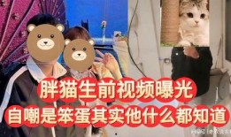 胖猫是谁爆料的视频