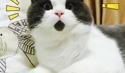 胖猫是谁爆料的视频