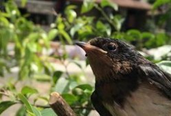 娱乐吃瓜009老燕子,揭秘老燕子背后的故事与传奇