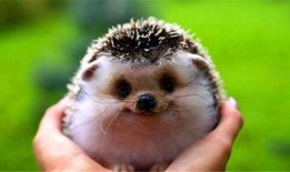 动物爆料可爱刺猬视频,刺猬宝宝趣味视频大曝光