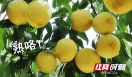 黄桃爆料新闻视频,揭秘新闻背后的真相