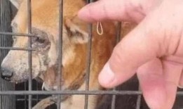 向死而生二狗爆料最新,揭秘娱乐圈不为人知的真相