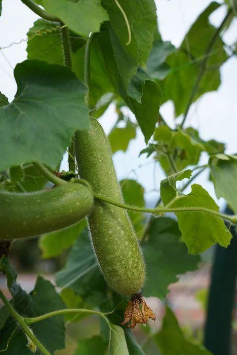 瓜瓜呱吃瓜娱乐圈